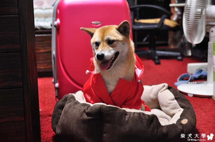 肉丸的新鮮貨~(原發表者:肉丸麻)(綜合討論)