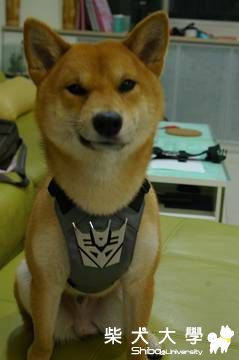 狂派新角色～G8Fi(原發表者:Fighter爸)(相簿)