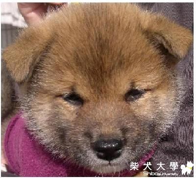 超級破壞王(原發表者:棕柴)(綜合討論)