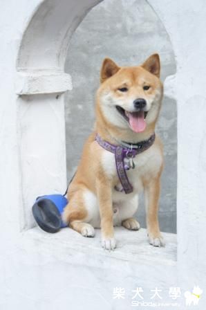 fila大溪遊(原發表者:皮蛋)(相簿)