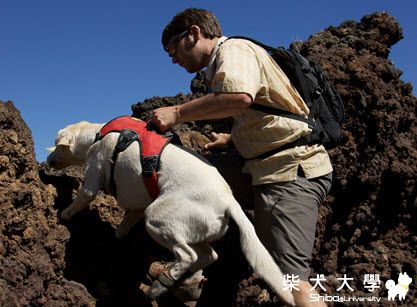 最新虐狗肩背帶 Ruff Wear Web Master Harness(原發表者:gowell)(綜合討論)