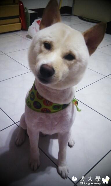 貢丸摳的生日禮物~(原發表者:摳媽)(相簿)