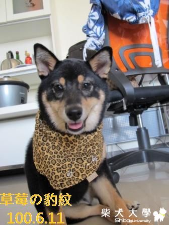 草莓の叛逆の豹紋(原發表者:草莓)(綜合討論)