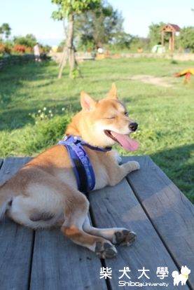 俊男cuker醜女阿秋(原發表者:阿秋爸)(相簿)