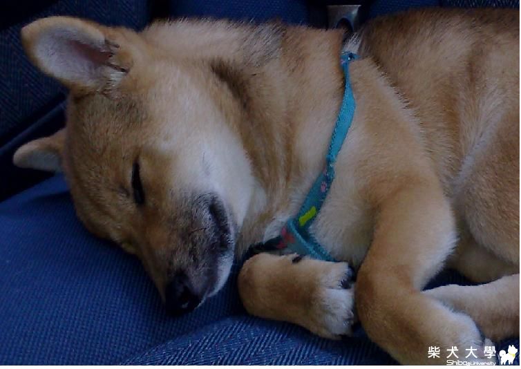 又剉尿阿(原發表者:棕柴)(綜合討論)