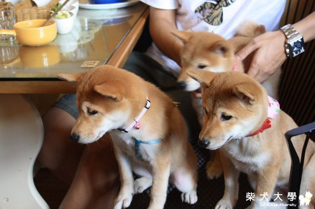 Fighter 生日趴 - 小幼幼篇(原發表者:Bart)(相簿)