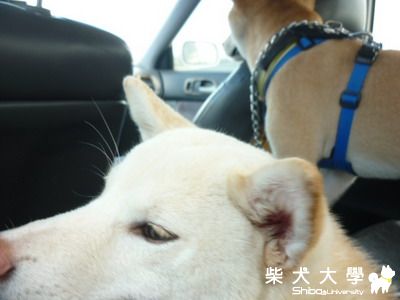 芽芽家-Fighter 生日趴(原發表者:屁蛋)(相簿)