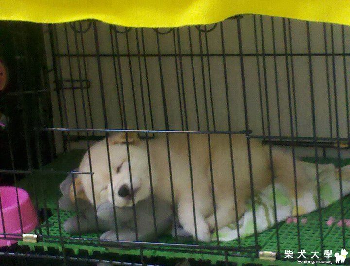 惡魔白長大了"阿尼吉"(原發表者:lorenz19811017)(相簿)