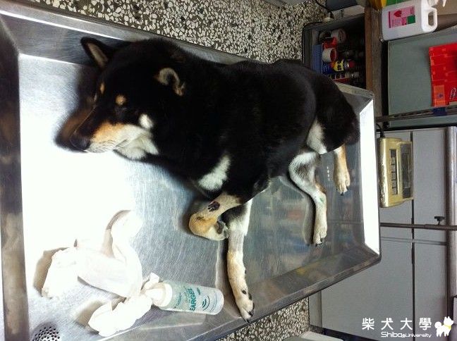 小黑的肝發炎回復狀況~謝謝大家~(原發表者:littlerax)(醫療保健)