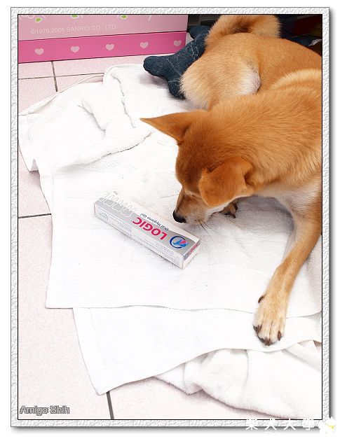 阿咪粗心之生平第一次刷牙(原發表者:豪邁麻麻)(相簿)