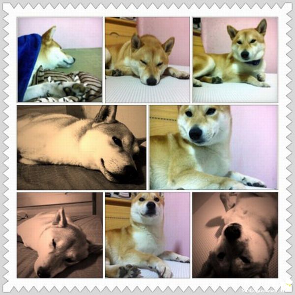 生活照大彙編(原發表者:harman_pai)(相簿)