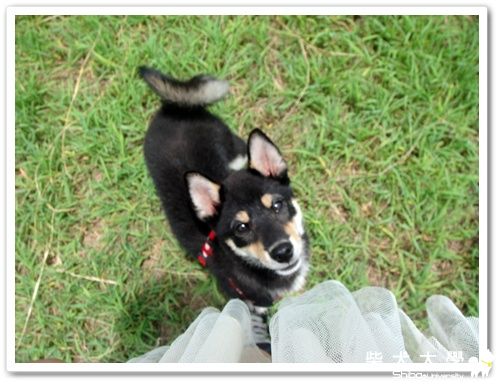 青青草原奔跑(原發表者:靈芝咪嚕)(相簿)