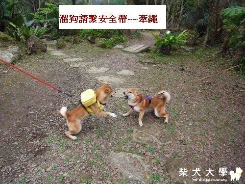 我是公園溜狗雨傘幫的幫主~溜狗請繫牽繩！！(原發表者:吉谷家)(綜合討論)