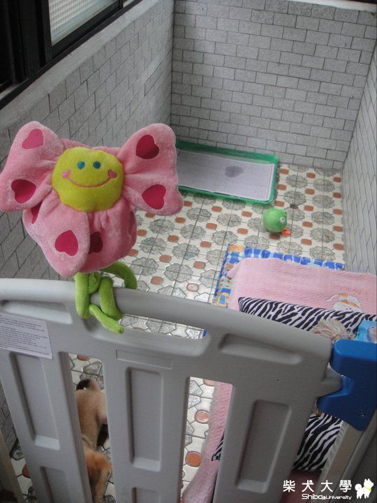 出了圍欄就亂大小便~困擾(原發表者:melody_7165)(體能訓練)