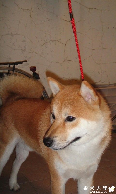 （手工牽繩）紅色其實不會很娘A~(原發表者:小恩)(綜合討論)