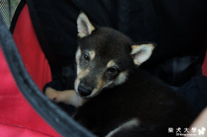 胖的第一次爬山趣^^以後要自己爬喔(原發表者:jjjjjcute)(相簿)