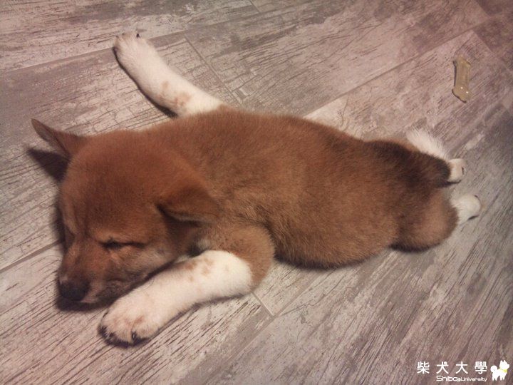 3個多月,已大了很多~(原發表者:gt517517)(相簿)