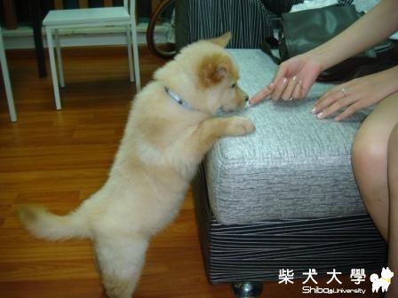 妞妞80天了,可愛吧!(原發表者:ching620121)(相簿)