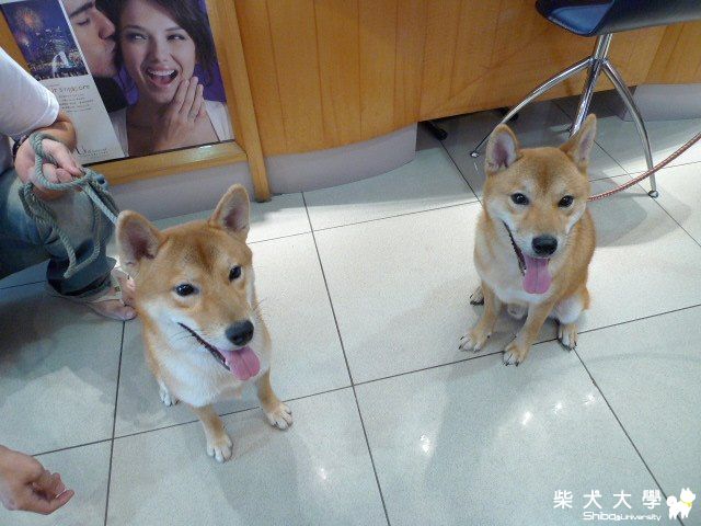 Maru&海匠之"兄弟相認"囉!!超像的唷~~(原發表者:摩卡媽咪)(相簿)