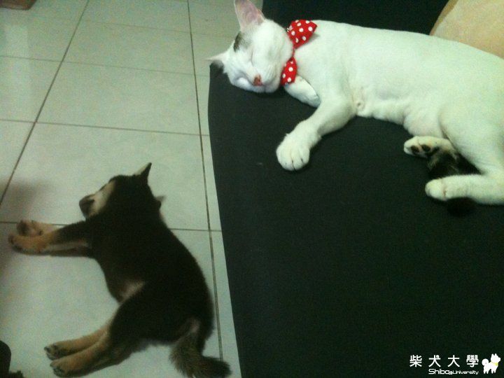 胖的哥哥花(原發表者:jjjjjcute)(相簿)