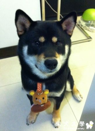 我家DIDI的眉毛跟眼睛一樣大(原發表者:cindy727)(相簿)