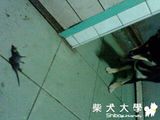 yoru咬死老鼠了(原發表者:Yoru家)(綜合討論)