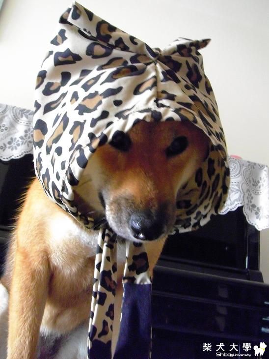 Meki 的手工雨帽XDD(原發表者:MEKI麻)(綜合討論)