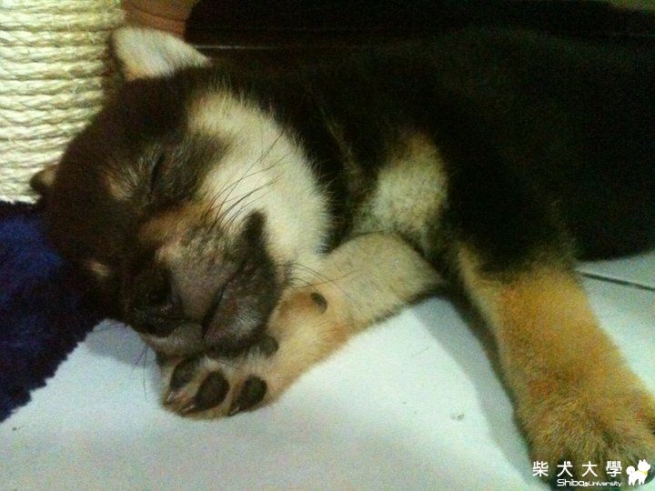 怎樣都能睡(原發表者:jjjjjcute)(相簿)