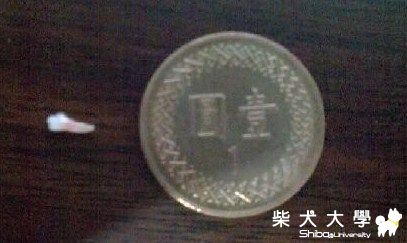 撿到Migo的牙齒了~~yayayaya~~~真小!!(原發表者:cad0919)(綜合討論)