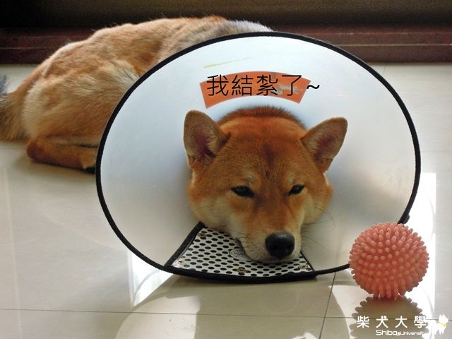 可憐的宮女~(原發表者:球球的爹)(相簿)