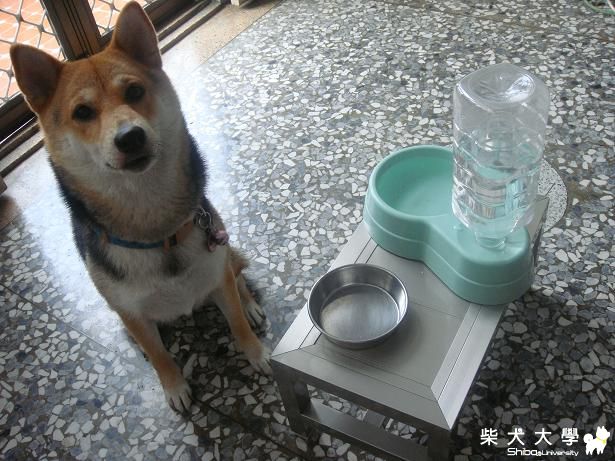 BOBO新餐桌(原發表者:bolen912)(綜合討論)