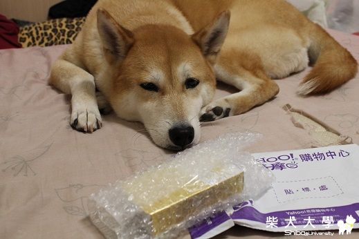 秋秋的夏日防曬(原發表者:阿秋爸)(綜合討論)