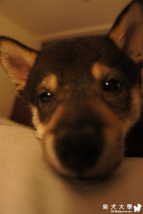 把拔的貼心鬼(原發表者:jjjjjcute)(綜合討論)