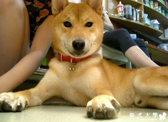 雖然是紅項圈,但我不是娘炮噢~ ^.<(原發表者:MARU姐)(相簿)