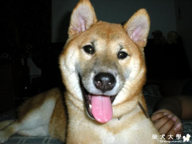 年糕好久沒來囉(原發表者:hebe033)(相簿)