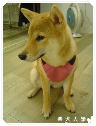 麻麻又敗了^^(原發表者:陳曉婷)(綜合討論)