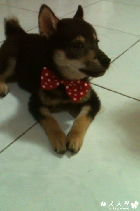 今天胖好帥(原發表者:jjjjjcute)(相簿)