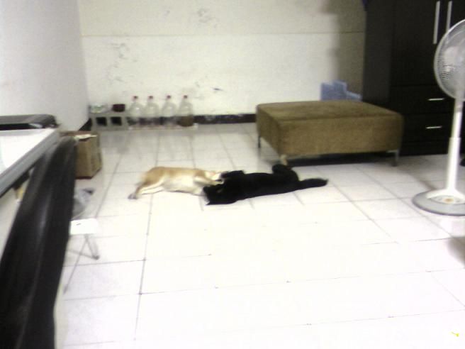 感情好到喇及哩~(原發表者:弟弟家)(相簿)