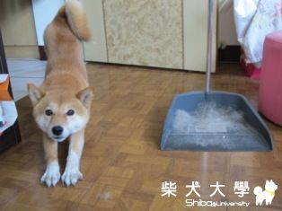 一堆飄飄毛(原發表者:米漿拉)(綜合討論)