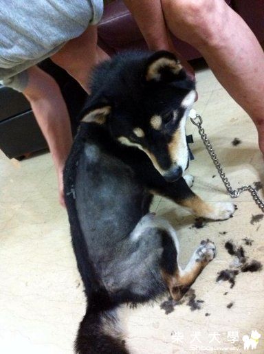 EAGLE這樣的體格~猜猜他多重!(最新造型-龐克風)(原發表者:Eagle姊)(相簿)