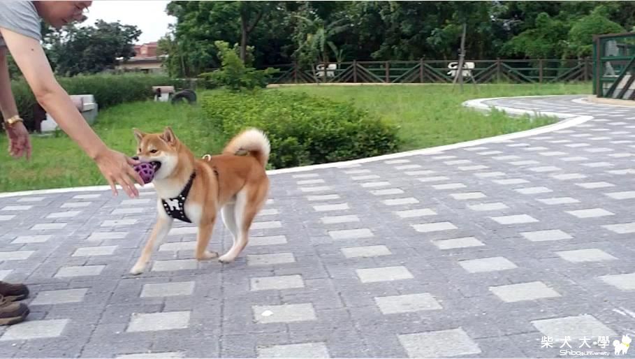 吉谷跟拔拔的耐力賽-100.6.25 [HD](原發表者:吉谷家)(影片)