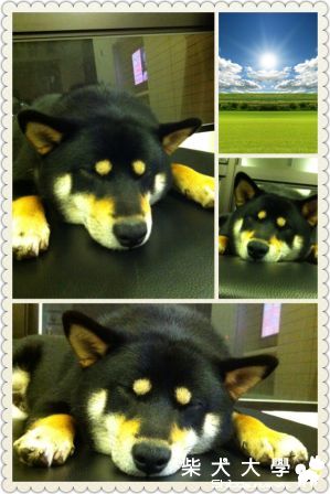 DIDI的各種睡姿(原發表者:cindy727)(相簿)