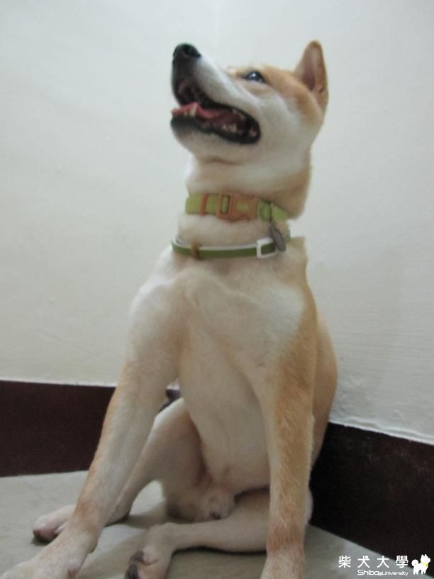 果汁啃蘋果(原發表者:果汁媽)(相簿)