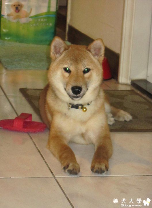 項圈(原發表者:采柴家)(綜合討論)