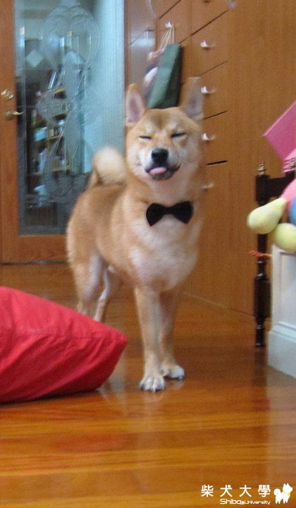 MARU,新領結還喜歡嗎?(原發表者:MARU姐)(綜合討論)