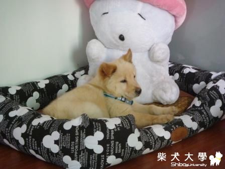 妞妞對抗犬瘟熱一個月(原發表者:ching620121)(醫療保健)