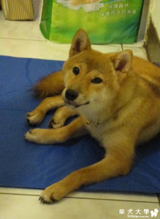 MARUKAN夏日黏狗板...(原發表者:采柴家)(綜合討論)