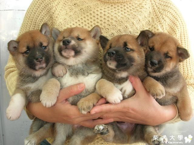 年糕 / 彰化 / 2010.12.18 尋親(原發表者:hebe033)(綜合討論)