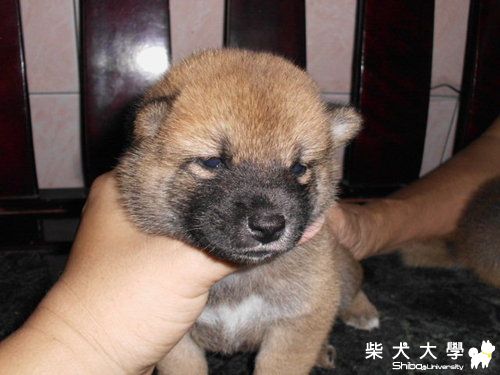 幼寶寶取名(原發表者:果汁媽)(綜合討論)