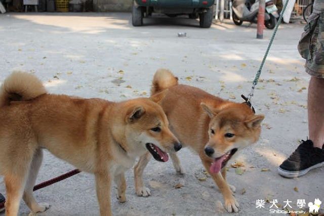 急尋母赤柴mina~~7/2小港走失(原發表者:摩卡媽咪)(相簿)